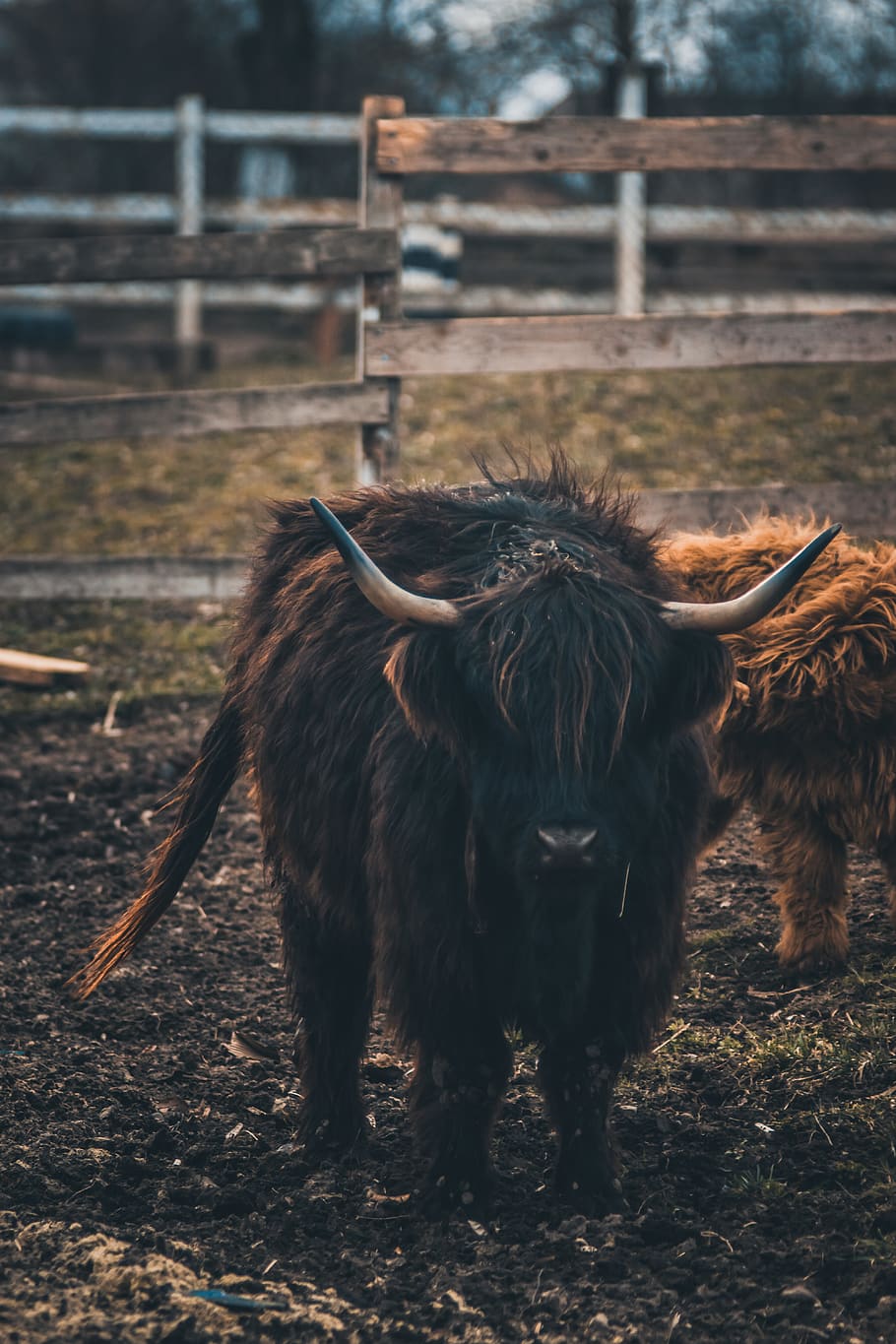 Highland Cow Animal Pasture  Free photo on Pixabay  Pixabay