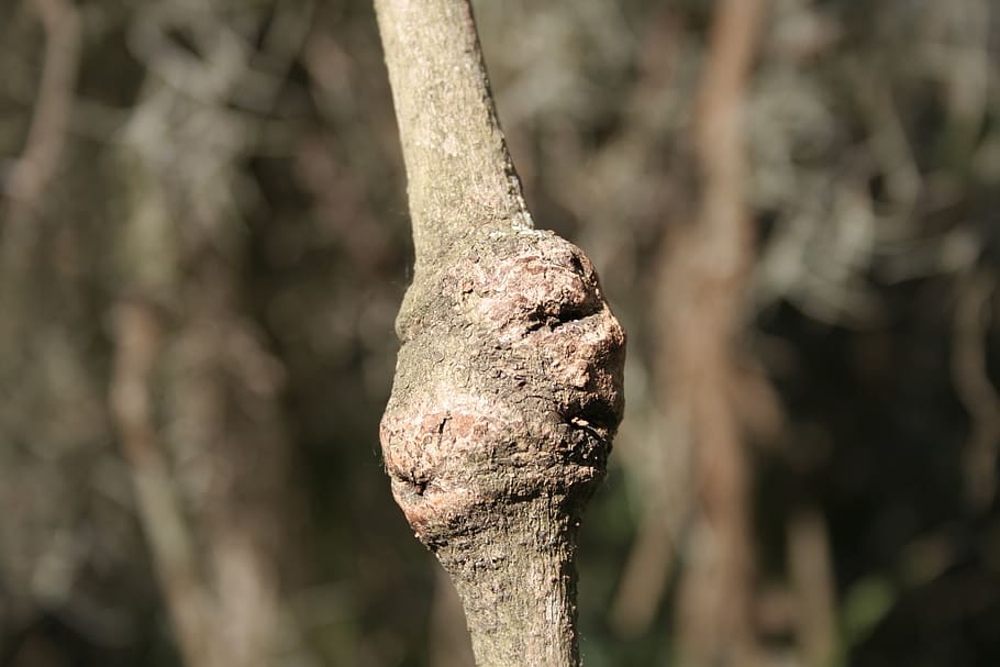 strange, nature, face, tree, plant, focus on foreground, tree trunk HD wallpaper