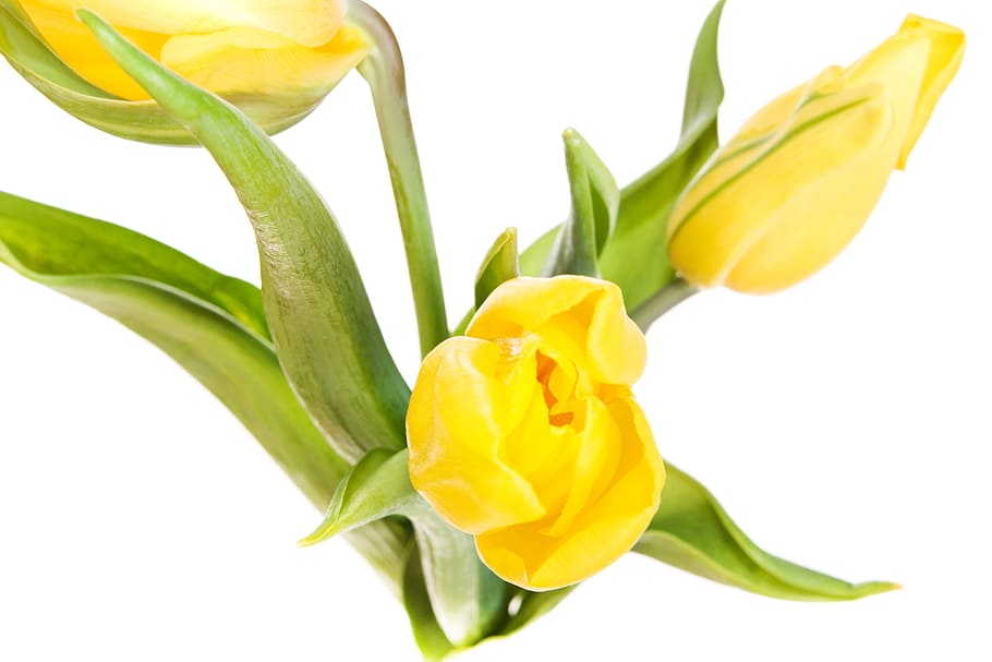 tulip, closeup, isolated, two, natural, on, green, flowers HD wallpaper