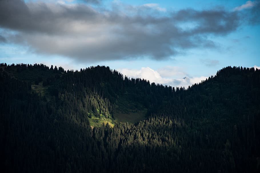 forest under blue sky, nature, landscape, mountain, switzerland HD wallpaper