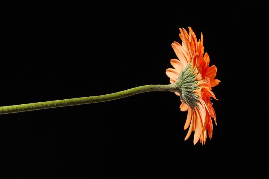 beautiful, red, gerbera, stem, isolated, black, closeup, flower HD wallpaper