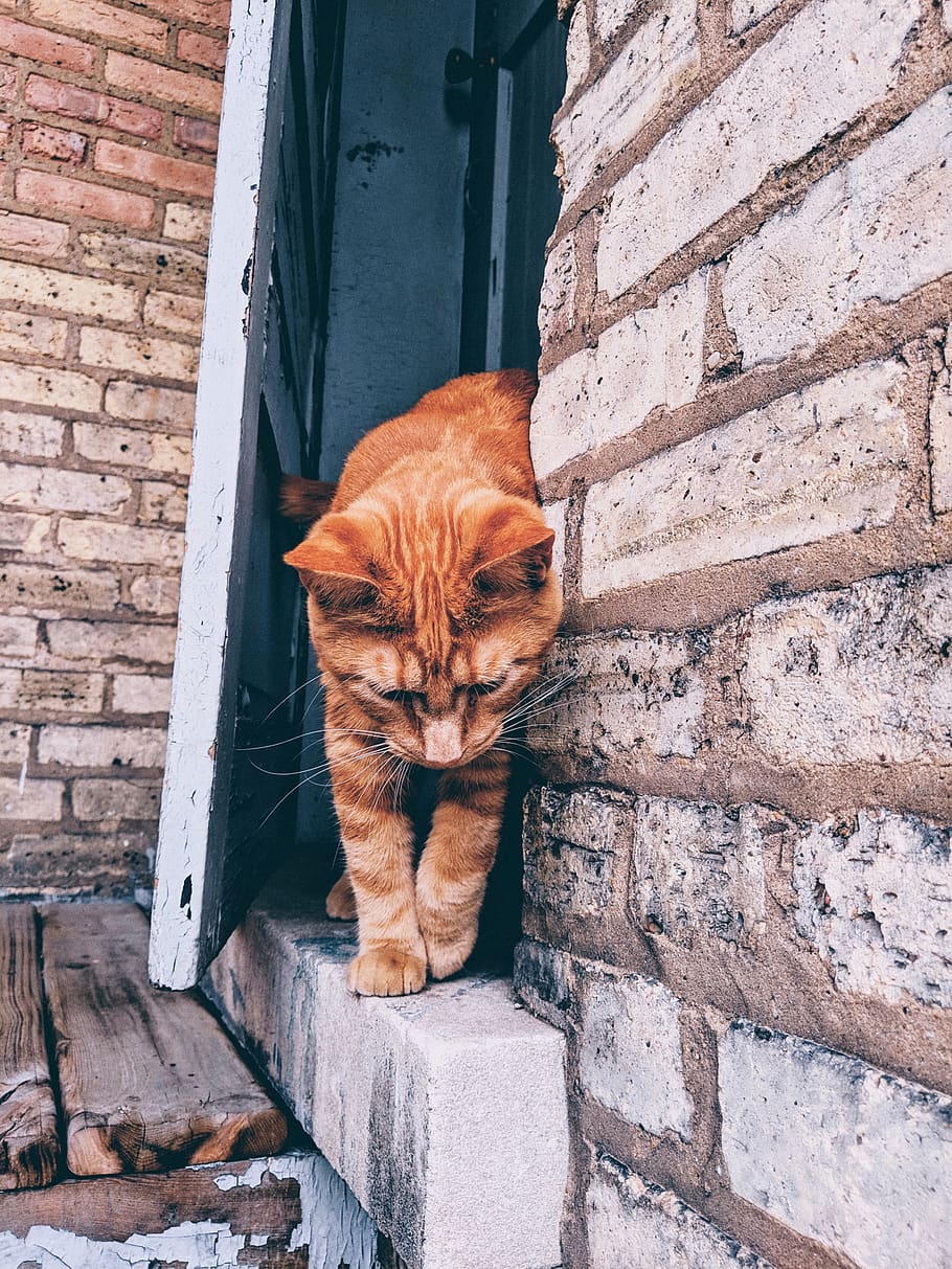 brick, cat, pet, manx, animal, mammal, wall, home decor, banister HD wallpaper