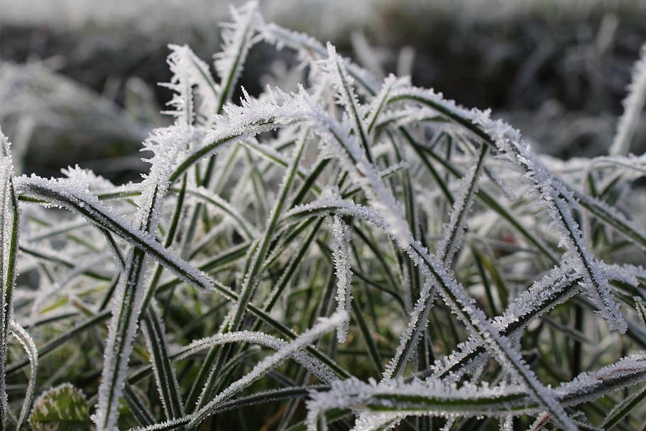Snow Covered Green Plant, close-up, cold, environment, flora HD wallpaper