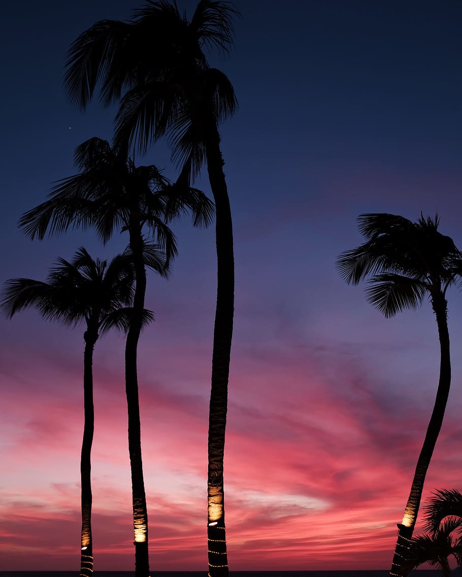 four coconut trees, sky, sunset, sunrise, palm, nature, beach HD wallpaper