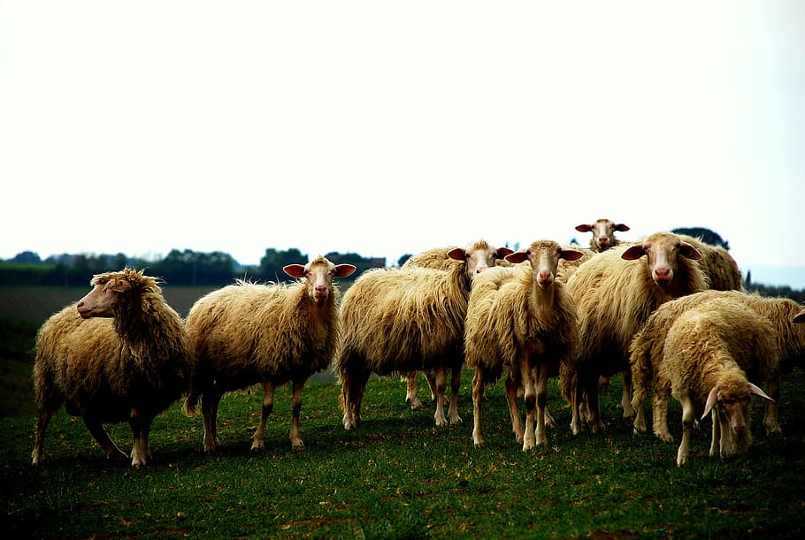 sheep, herd, animal, herbivore, grass, group, domestic animals HD wallpaper
