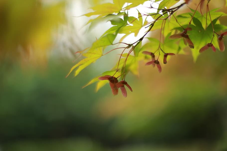 autumn leaves, maple leaf, the leaves, nature, plant, plant part HD wallpaper