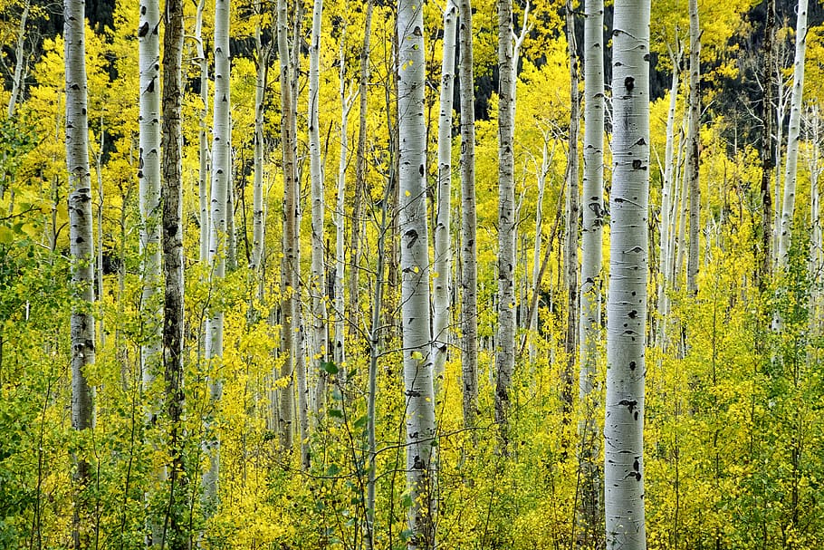yellow-leafed forest, plant, tree, land, no people, beauty in nature HD wallpaper