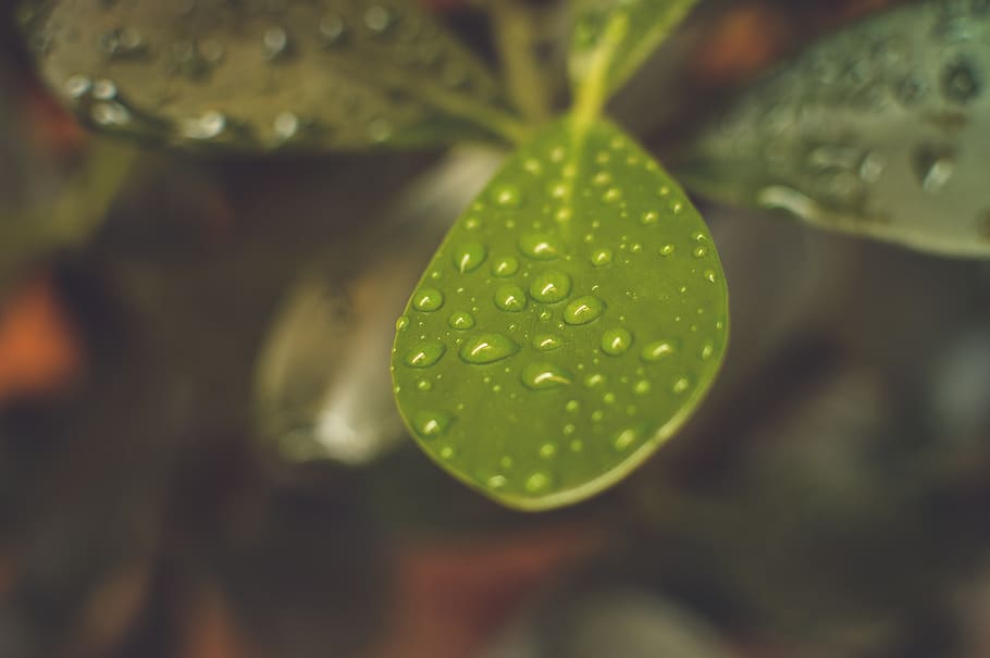 Green Leaf Plant, close-up, dark green, dew, drops, drops of water HD wallpaper