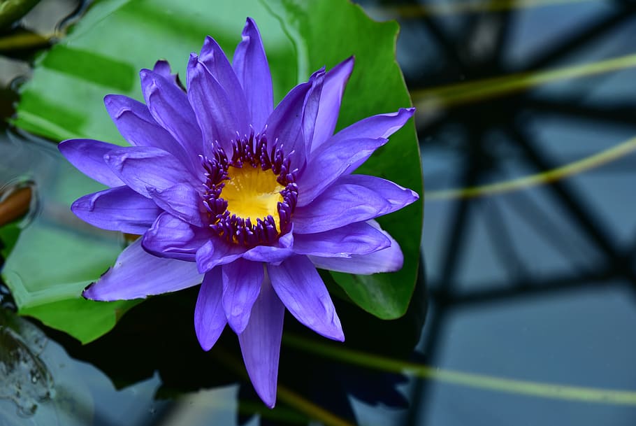 water lily, purple, flower, blossom, bloom, aquatic plant, pond, HD wallpaper