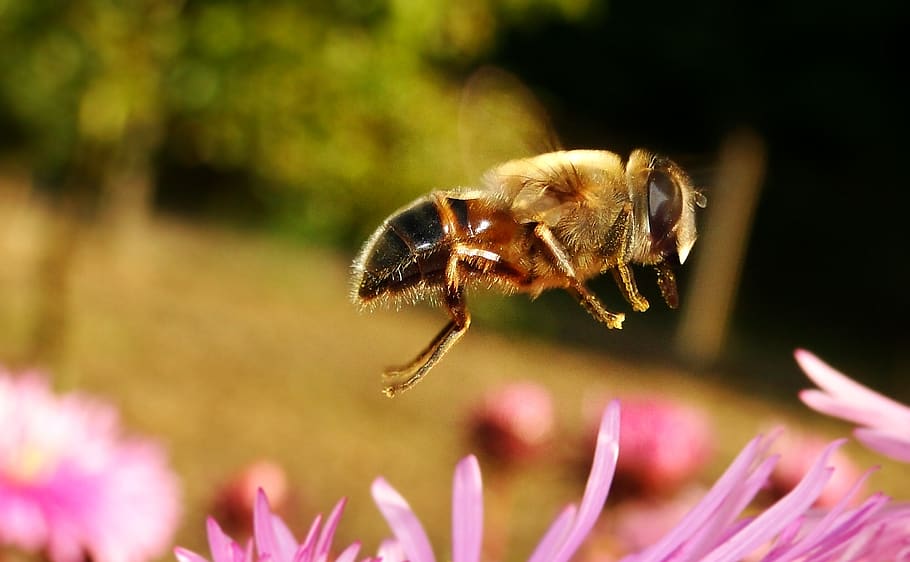 insect, invertebrate, animal themes, flower, animal wildlife HD wallpaper