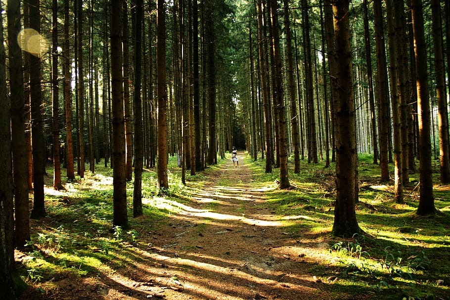 forest, trees, forest path, nature, sunlight, shadow, land HD wallpaper
