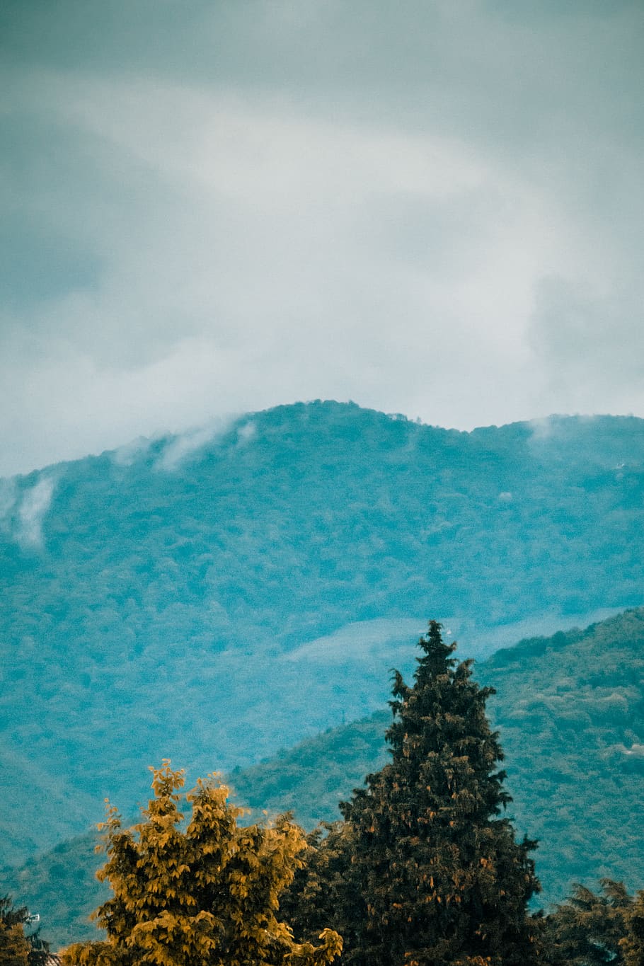 tree, plant, fir, abies, conifer, pine, outdoors, nature, spruce