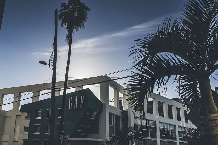 building, office building, palm tree, plant, arecaceae, outdoors HD wallpaper