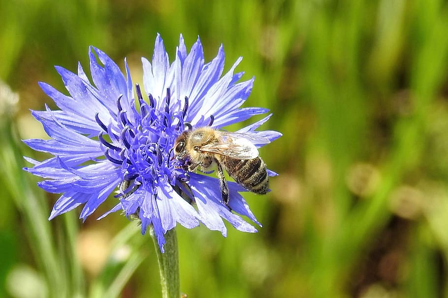 cornflower, bee, nature, summer, plant, flowering plant, beauty in nature HD wallpaper