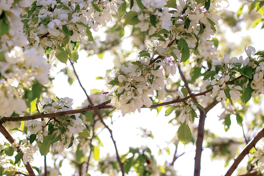 flowers, bee, pollen, tree, leaves, light, spring, white flower HD wallpaper