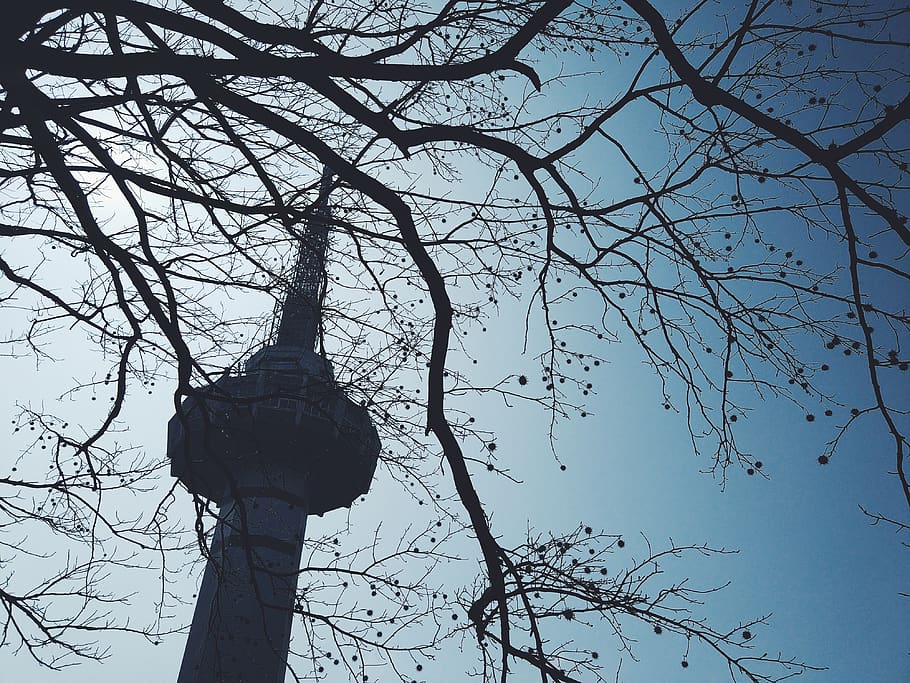 trees, tower, winter, branch, low angle view, sky, bare tree HD wallpaper