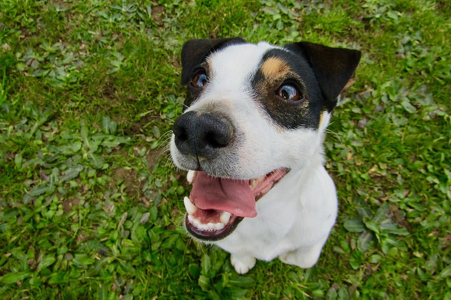jack russel, dog, cute, teeth, funny, young, domesticated, one animal HD wallpaper