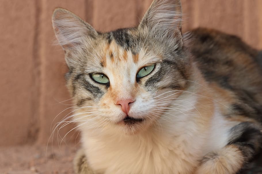 morocco, ouarzazate, stray, cat, suspicious, animal themes HD wallpaper