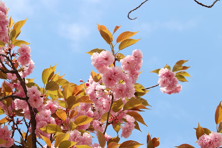 spring, spring flowers, nature, plants, season, garden, flowering HD wallpaper