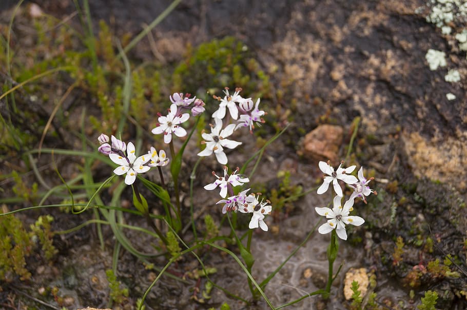 australia, 2360, new south wales, howell woodland, australian native flower, HD wallpaper