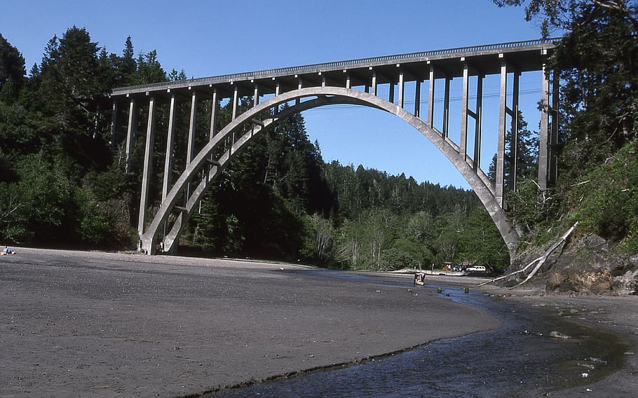 united states, russian gulch creek, california, mendocino, tree