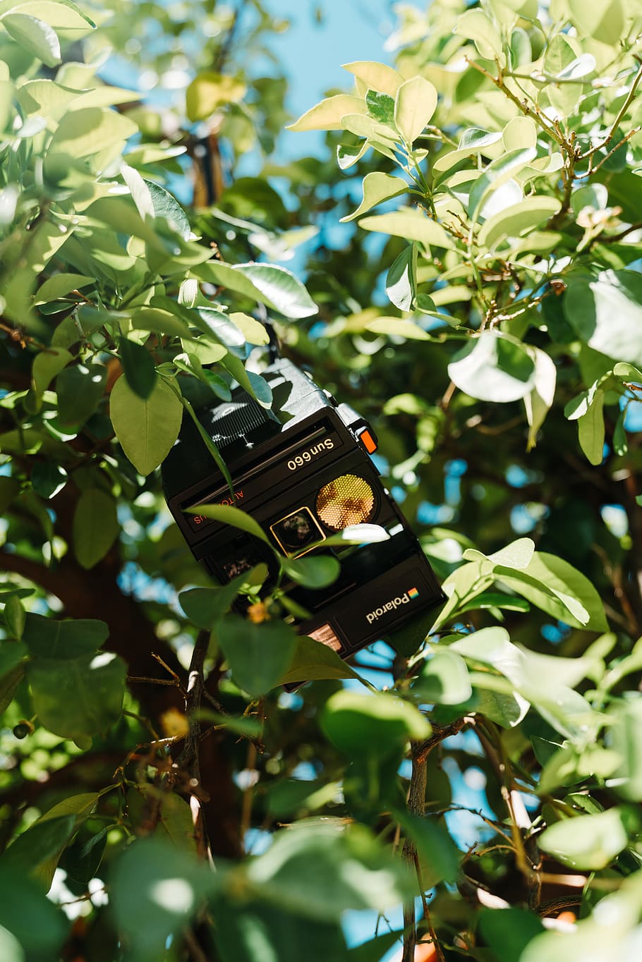 tree, plant, growth, green color, low angle view, leaf, plant part HD wallpaper