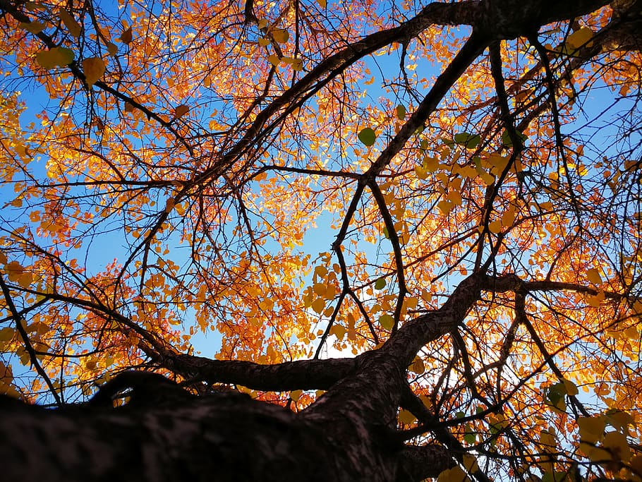 tree, plant, branch, low angle view, sky, nature, autumn, change HD wallpaper