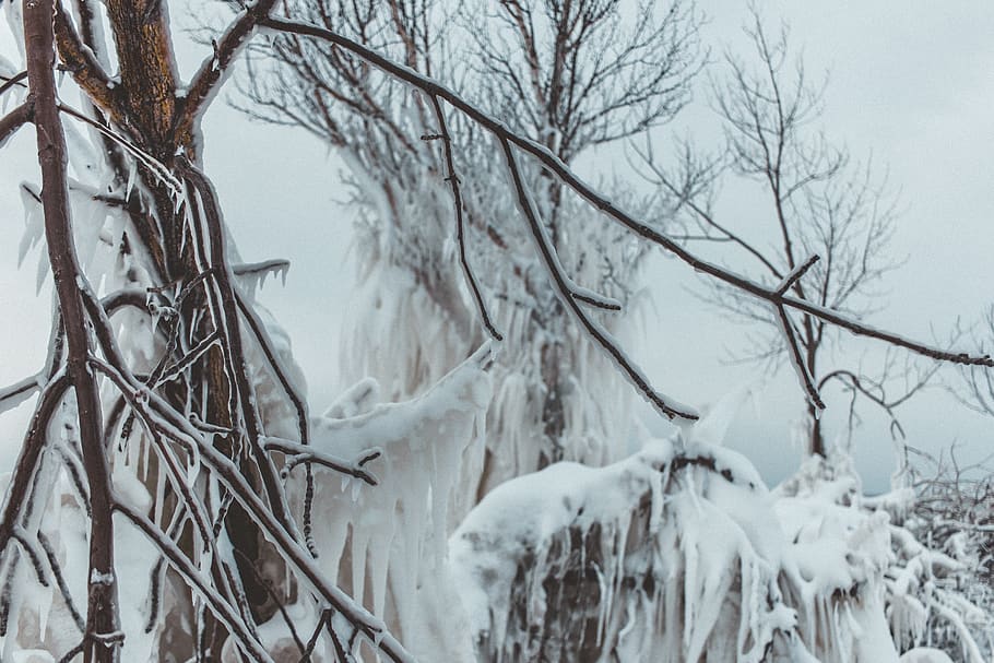 canada, goderich, frozen, ice, snow, tree, winter, cold temperature HD wallpaper