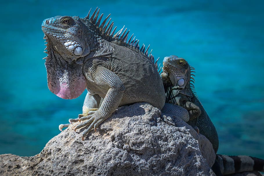 two green bearded dragons, rock, rock - object, reptile, solid HD wallpaper