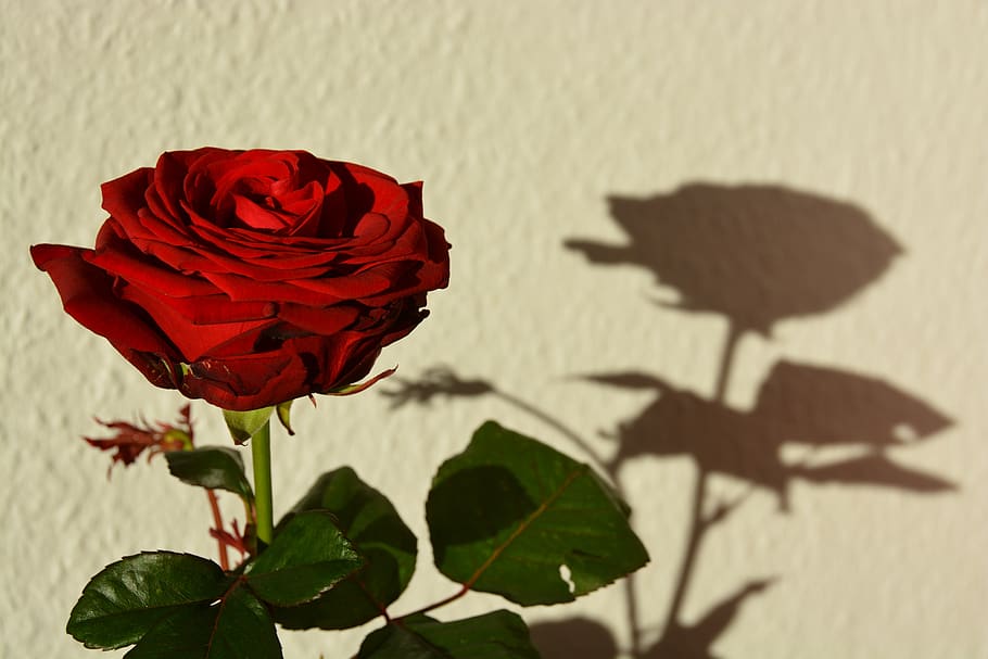 rose, red, shadow, flower, blossom, bloom, romantic, love, beauty in nature HD wallpaper