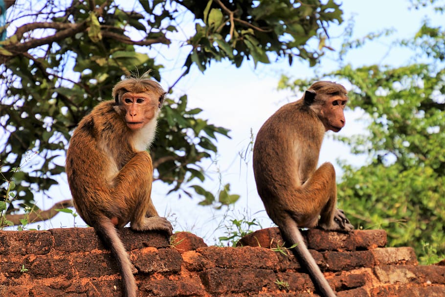 para, monkey, primates, nature, different monkeys, hairy, at the court of HD wallpaper