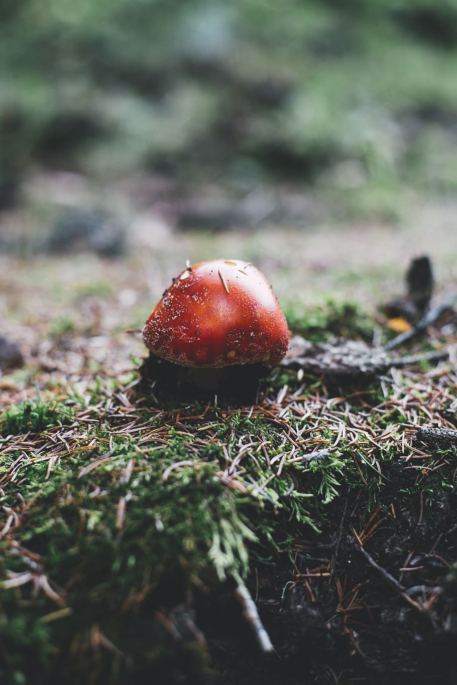 red mushroom during daytime, plant, fungus, amanita, agaric, leogang, HD wallpaper
