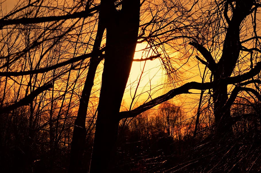 sweden, sunset, forest, tree, trees, sunny, sunshine, outdoor HD wallpaper