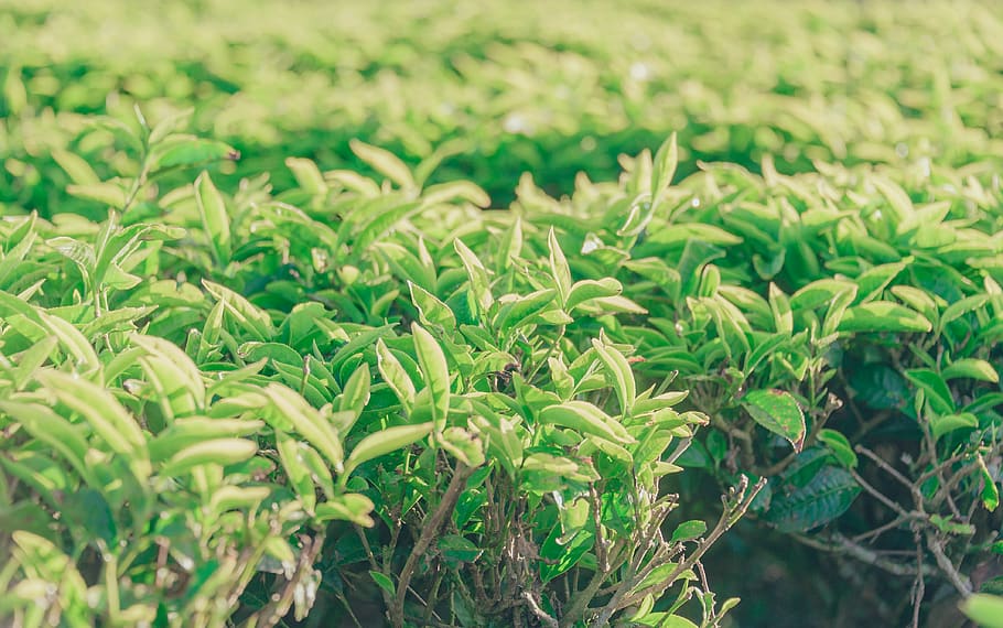 Green Leafed Plant, crops, daytime, environment, farm, field HD wallpaper