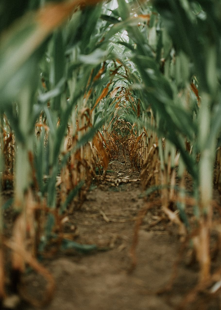 corn field, tunnel, selective focus, no people, plant, growth HD wallpaper