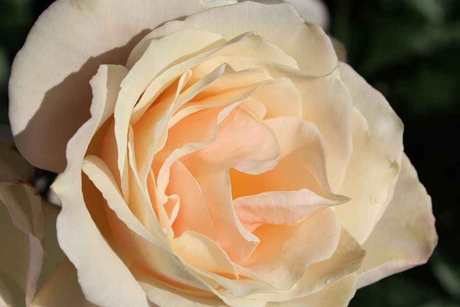 rose, flower, petals, flowering plant, beauty in nature, fragility HD wallpaper
