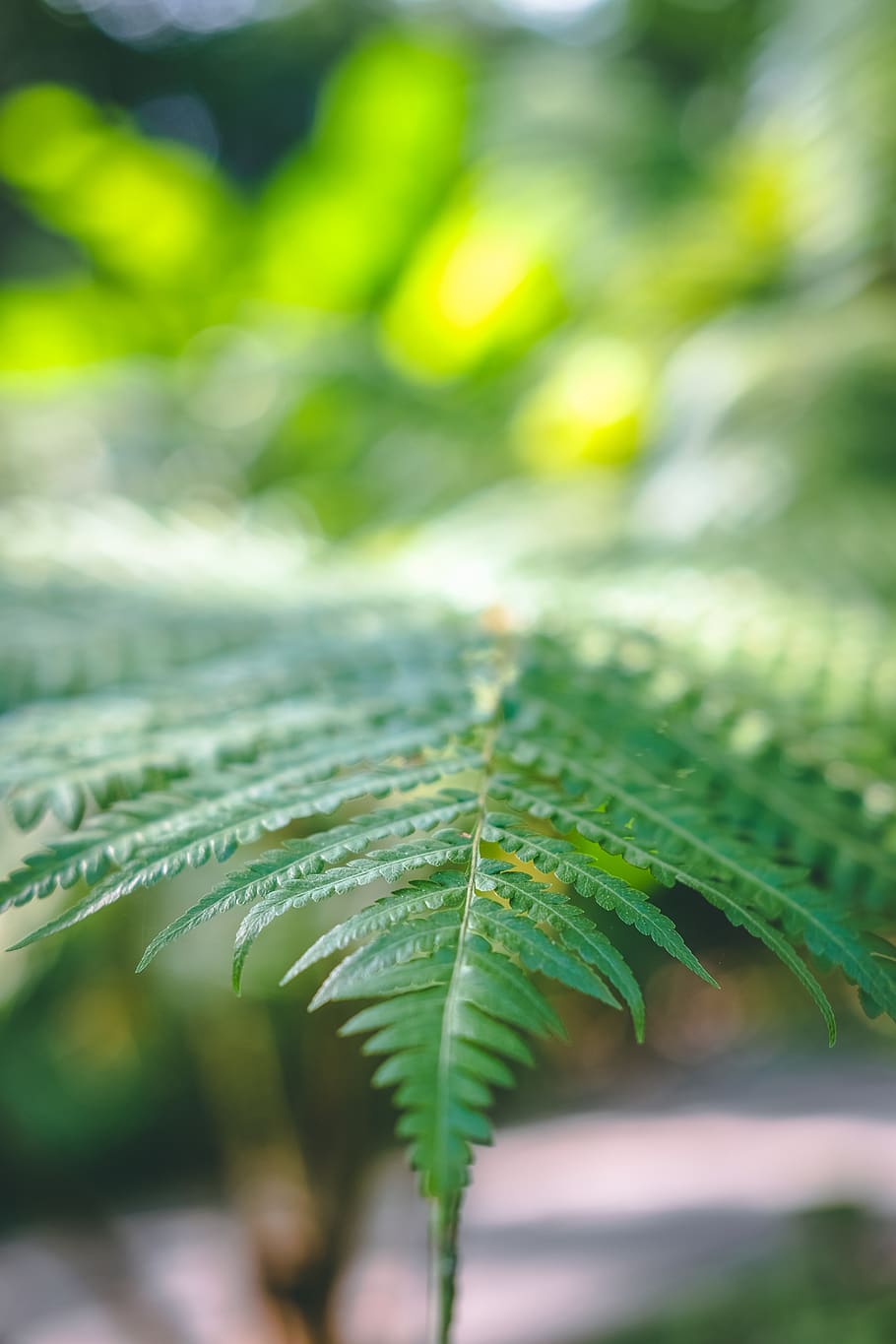 close-up leaf photo, plant part, green color, growth, selective focus HD wallpaper