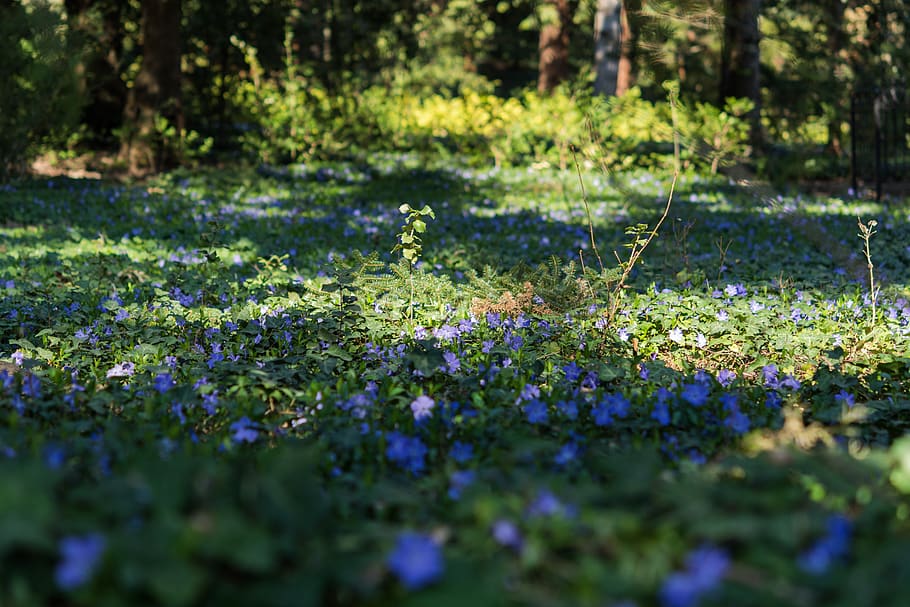 Periwinkle 1080p 2k 4k 5k Hd Wallpapers Free Download Wallpaper Flare