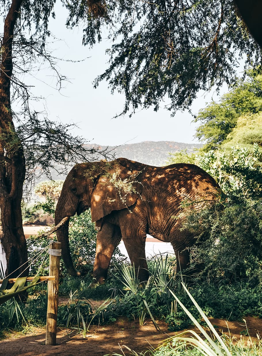 grey elephant behind trees, animal, plant, animal themes, mammal HD wallpaper