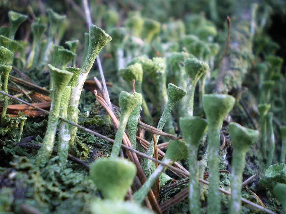 netherlands, moss, growth, plant, plant part, leaf, selective focus HD wallpaper