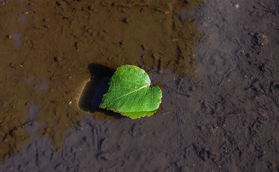 leaf, floating, dirt, water, mud, nature, plant, shadow, plant part HD wallpaper
