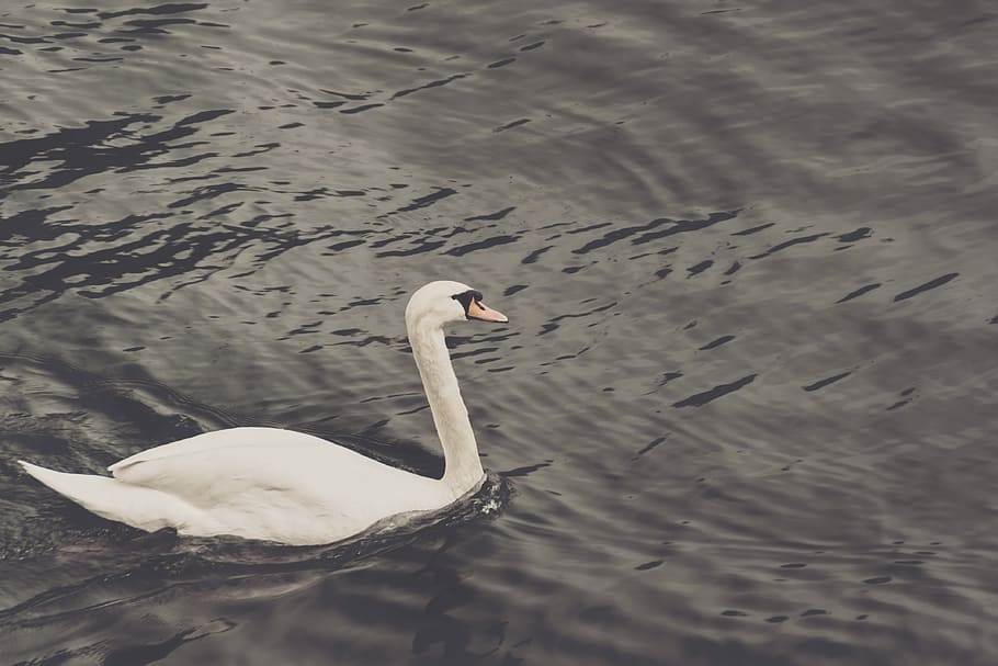 duck, bird, water, beak, animals in the wild, animal wildlife HD wallpaper