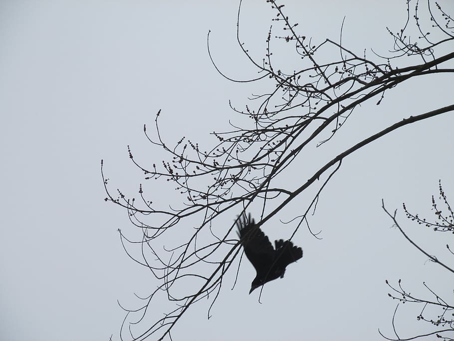 black bird flying during daytime, tree, branch, sky, plant, low angle view HD wallpaper