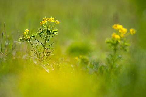 grass, nature, spring, landscape, meadow, green, quietly, plant HD wallpaper