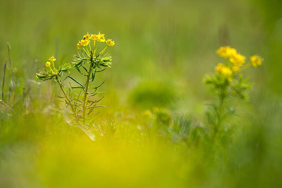 grass, nature, spring, landscape, meadow, green, quietly, plant HD wallpaper