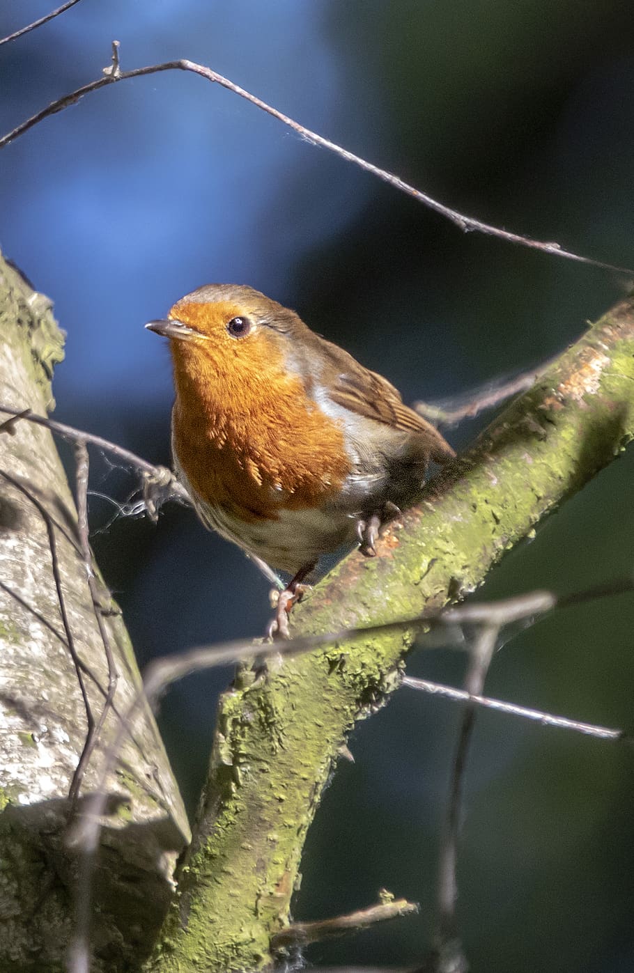robin, redbreast, wing, eye, feather, branch, bird, nature HD wallpaper