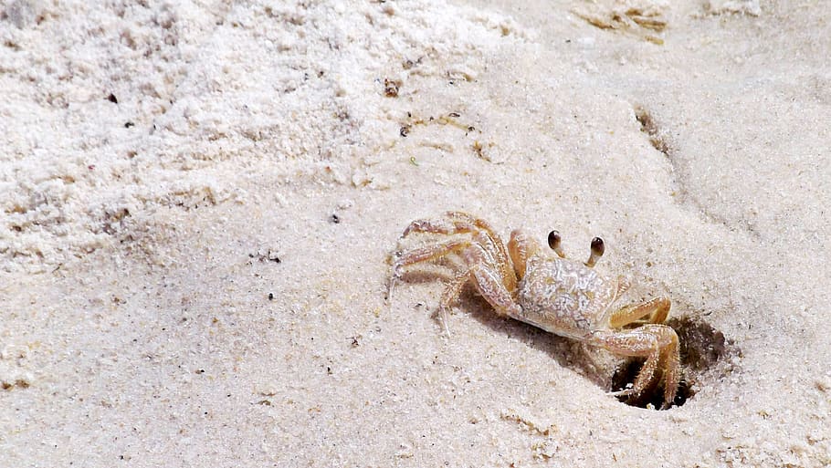 sand, crab, animal themes, animal wildlife, land, one animal HD wallpaper