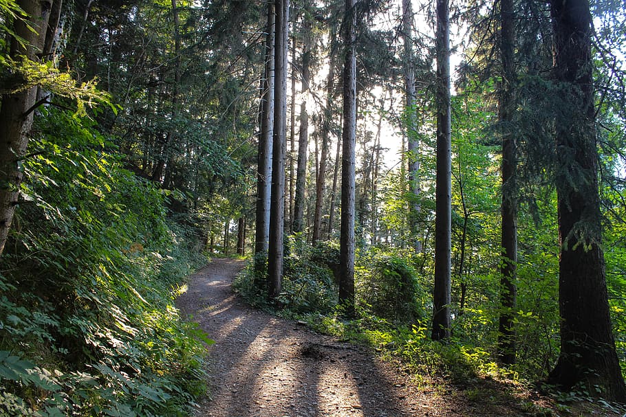 forest, forest path, sunbeam, green, nature, mood, mystical HD wallpaper