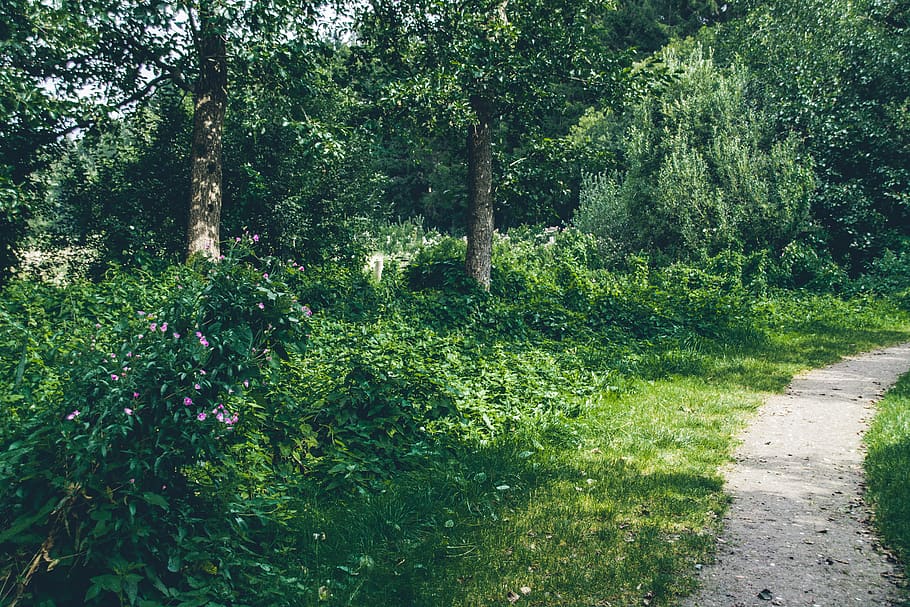trees, green, forest, landscape, nature, summer, bushes, plant HD wallpaper