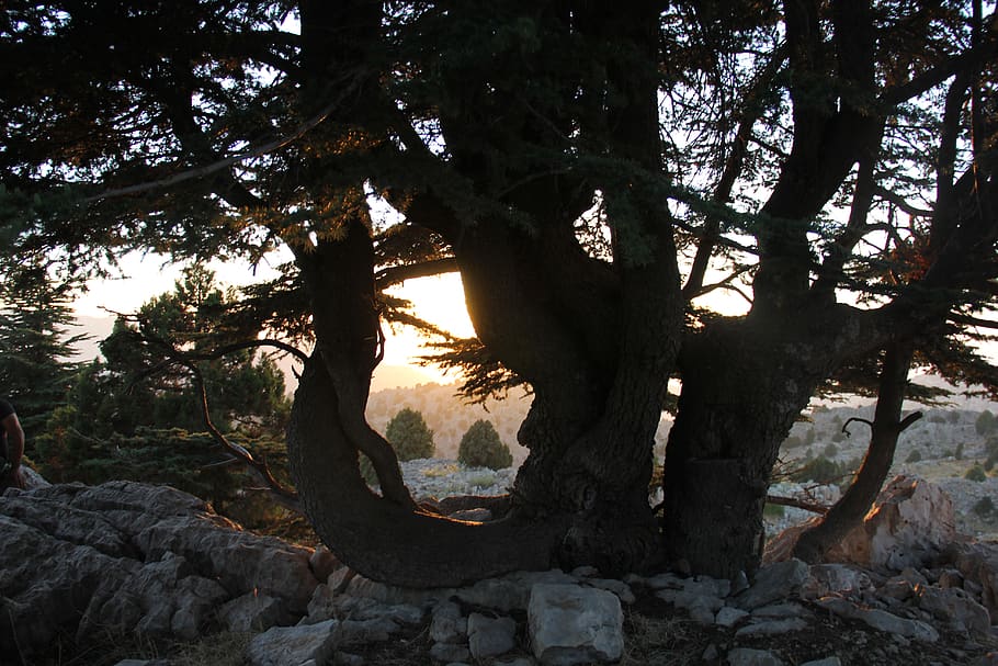 lebanon, tree, plant, tranquility, nature, beauty in nature HD wallpaper